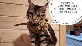 Кошка Морошка получила тактическую котомочку с ручкой! Теперь у нас тактичная жопонька с ручкой
