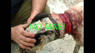MALTRATO ENIMAL