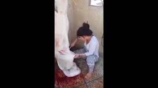 57 Bravo girl slaughtering goat on asi video ap na kbi ni dakhe ho ge