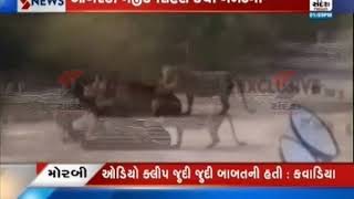 Video of lioness live mortal viral in Amreli ॥ Sandesh News TV