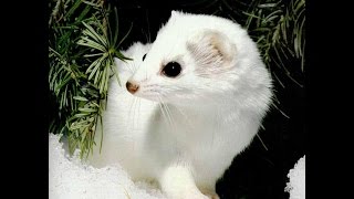 ЛАСКА