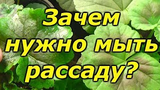 Срочно  освежаем  рассаду!!!