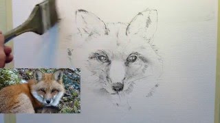 Fox Portrait