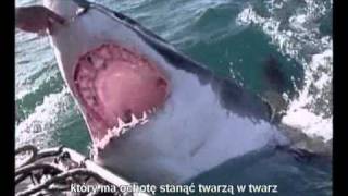 Carcharias - wielki Żarłacz Biały