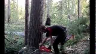 Husqvarna 365. Валка леса