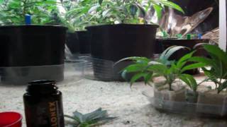 Transplanting and Cloning
