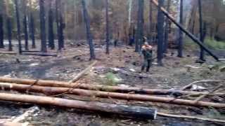Трелевка леса трактор ЛТ-157 штабель