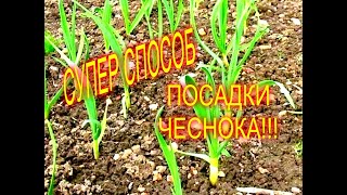 КАК СДЕЛАТЬ СУПЕРПРИСПОСОБЛЕНИЕ ДЛЯ ПОСАДКИ ЧЕСНОКА//МОЯ ЛЮБИМАЯ УСАДЬБА