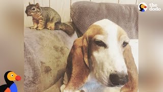 Dog Rescues Baby Squirrel And Makes Him His Brother | The Dodo Odd Couples