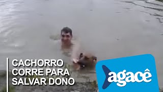 Cachorro corre para salvar dono que finge afogamento