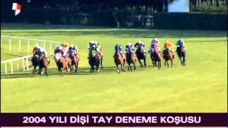 DİŞİ TAY DENEME KOŞUSU  2004