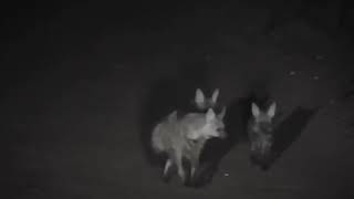 The cutest video of aardwolf cubs!!!