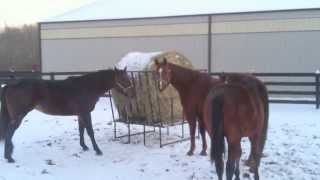 Young horses and 'baby talk', a submissive mouth movement