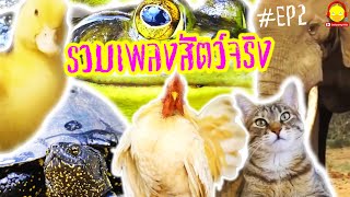 รวมเพลงสัตว์โลกตัวจริง 10 ตัว EP.2 / เป็ด ช้าง เต่า ปูดำ ไก่ ลิง แมว กบ