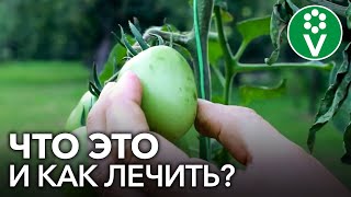 Почему помидоры покрылись пятнами?