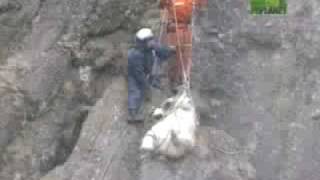 Polar Bear Falls Off Mountain