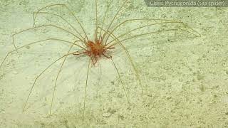 Rare Glimpse of Sea Spiders Matching Pores | Nautilus Live