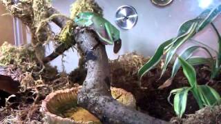 HUGE tree frog poop.