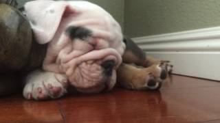 What to Expect From English Bulldogs