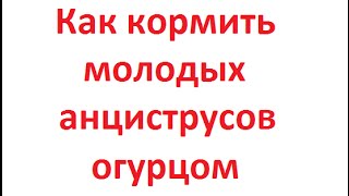 .ne, Видео для релаксации. Корм для анциструса / кормление огурцом мальков анциструсов (ancistrus)