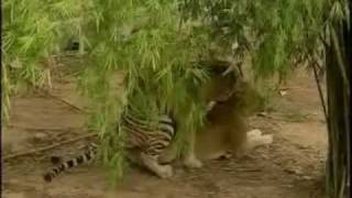 Tiger mating with Lions. The lions love this tiger.