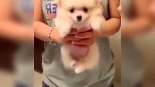 Смешные. Короткие. Приколы.15