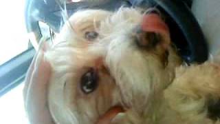 MARIA DIMITRELI MY DOG MALTEZ VALENTINA !!!