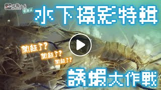 釣蝦? 不..我是來實驗的XD，水下暴走族 泰國蝦騎士 放飯囉~ 蝦池水下攝影【水下EP3】