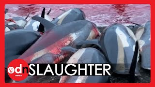 Dolphins SLAUGHTERED During Annual Tradition