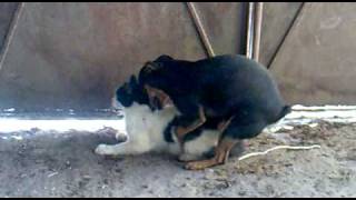 Un perro haciendo el amor con una gata.