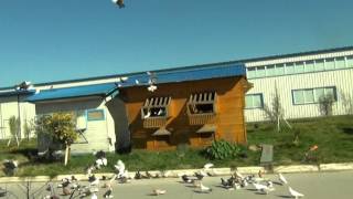 высоколётные  голуби   91