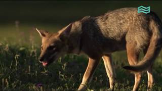 Flora y fauna: Esteros del Iberá (capítulo completo) - Canal Encuentro