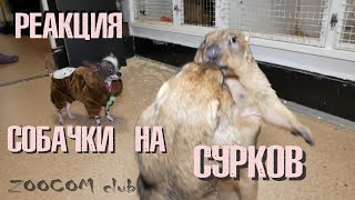 Отважная Пепа знакомится с СУРКАМИ! ЗНАТЬ ВСЕХ!