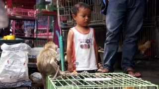 Heartbreaking! Abused monkeys at Pasar Burung, Denpasar, Bali