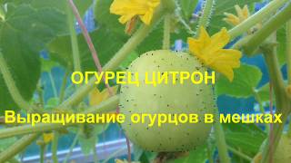 ОГУРЕЦ ЦИТРОН. ВЫРАЩИВАНИЕ ОГУРЦОВ В МЕШКАХ. Август 2017 года. CUCUMBER CITRON. CUCUMBERS IN BAGS