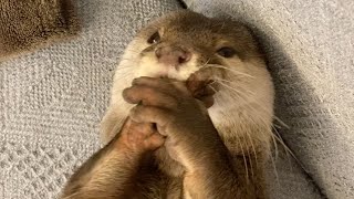 夜寝る前はネイルケアやスキンケアを欠かせない美容系YouTuberカワウソBeauty otter who is indispensable for nail care and skin care.