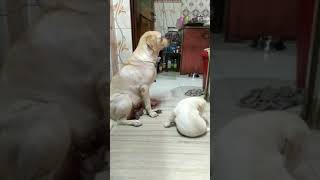Labrador mom ...son fight.
