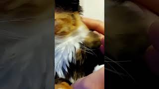 киска малышка. обнимашки. трехцветная редкий зверек кошка Мура девочка