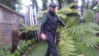 prunning tree ferns