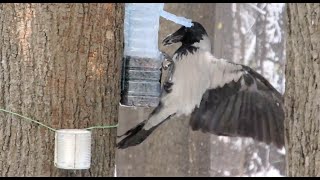 Голодные голуби и хитроумные вороны / Hungry pigeons and cunning crows