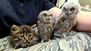 Осторожно! Самое милое видео! Совята и котёнок взрывают мимимиметры