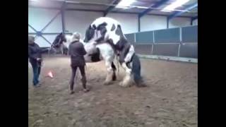 Celtic dekt Kasha