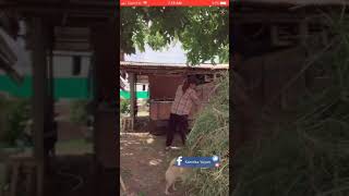 Thai girl is working at Dairy firms streaming live video on bigo live