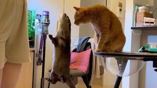 運動会のゴールの練習をする猫とゴールテープを持つカワウソ cat practicing to score a goal and an otter holding the goal tape