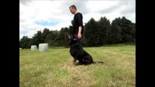Quelques exercices d'obéissance - Beauceron