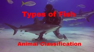 Types of Fish-Animal Classification