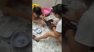Women slaughter chicken