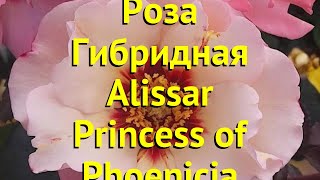 Роза гибридная. Краткий обзор, описание характеристик Alissar Princess of Phoenicia