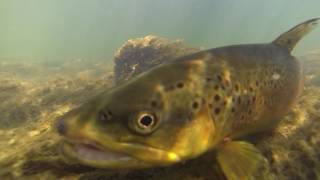 Trout Porn Nation Fan Video - Under water footage - Thrive on fly fishing