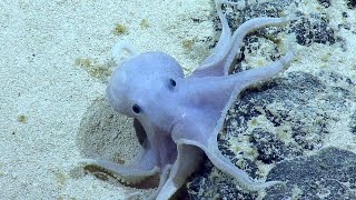 Gorgeous Octopus Models for Hercules’ Camera | Nautilus Live